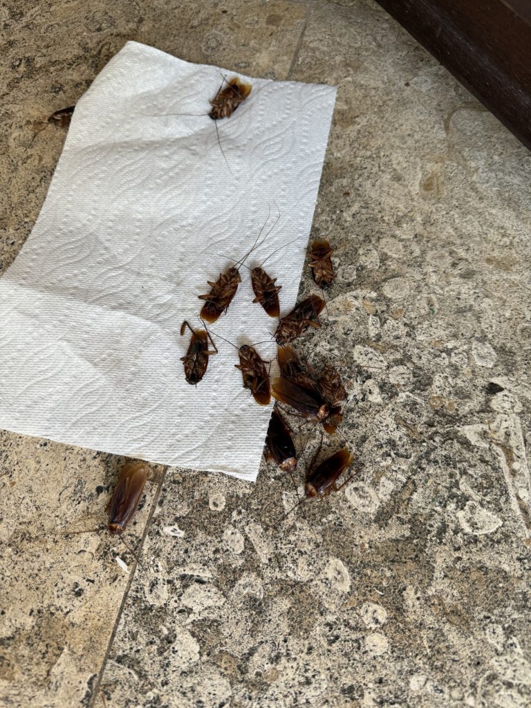 American cockroaches infestation in Fort Lauderdale home by Misla Pest Solutions.