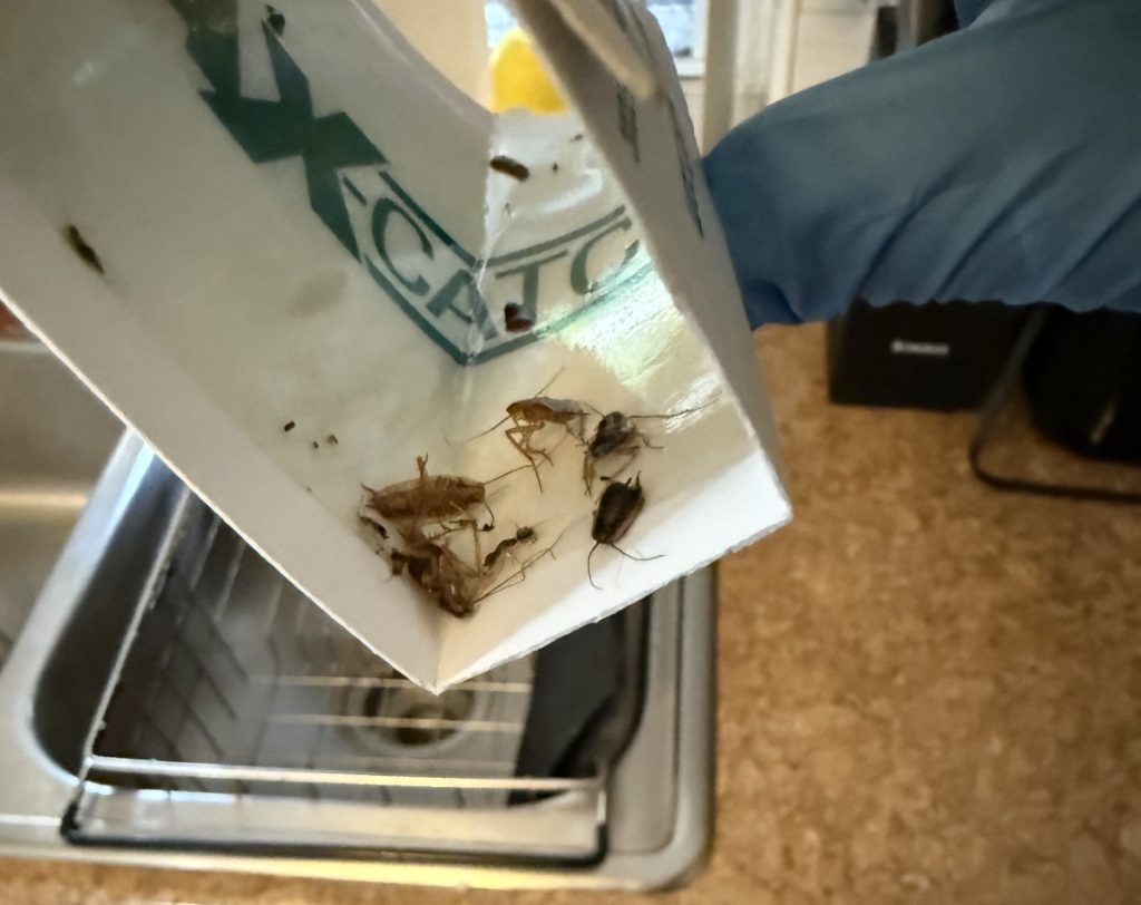 How to get rid of roaches in South Florida - Misla Pest Solutions example
